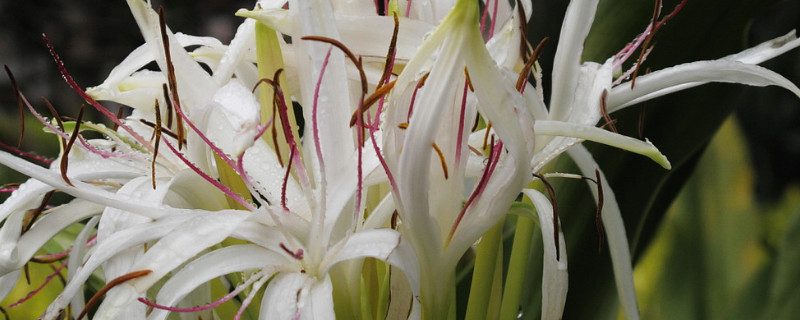 文殊兰怎么浇水 文殊兰怎么浇水施肥