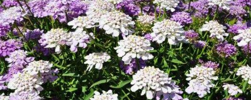 蜂室花有毒吗（蜂房有毒吗?）