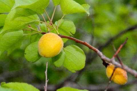 杏子与梅子是一种果子吗