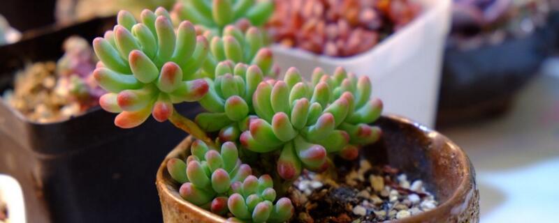 乙女心和虹之玉的区别（乙女心和虹之玉有什么区别）