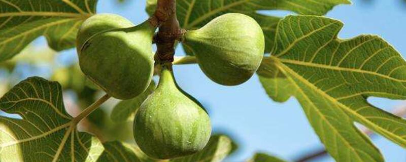 无花果树开不开花 无花果到底开花不开花