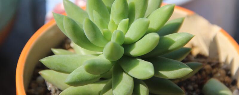 千佛手与八千代区分 和千佛手很像的品种