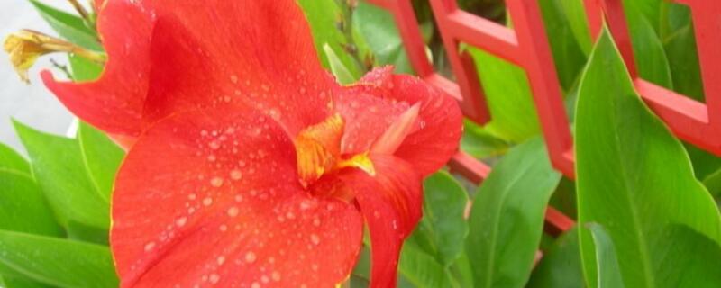 美人蕉象征意义 美人蕉象征意义是什么