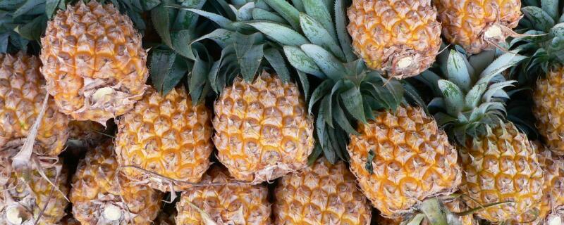 菠萝生长在什么地方（菠萝在哪里长出来的）