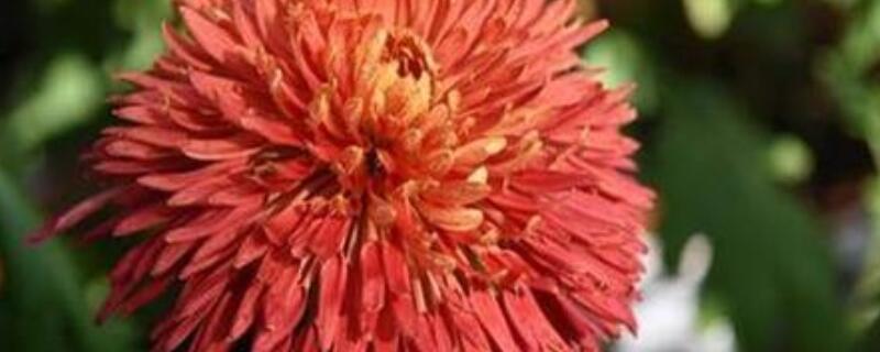 四季菊花败后怎么修剪（四季菊开花后怎么修剪）