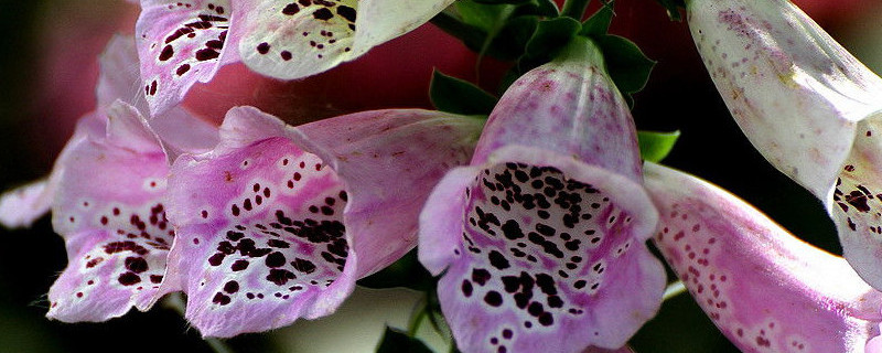 铃铛花怎么繁殖 小铃铛花的养殖方法