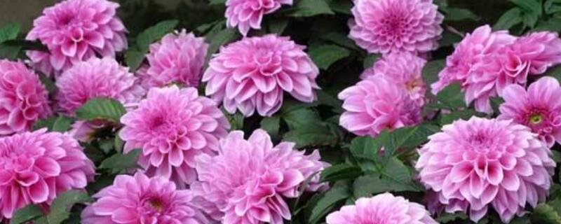 大丽花怎么矮化（大丽花怎么矮化的）
