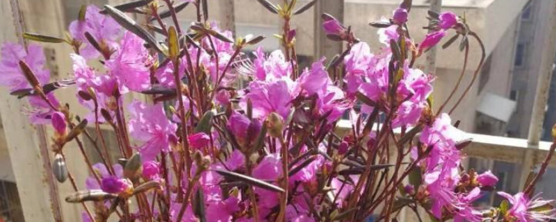 干枝杜鹃开完花是不是就死了（干枝杜鹃开花后还开第二次吗）