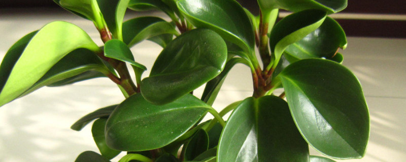 碧玉花叶片卷曲（碧玉花叶片卷曲怎么办）