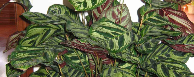 孔雀竹芋叶子焦边（孔雀竹芋多久浇一次水）