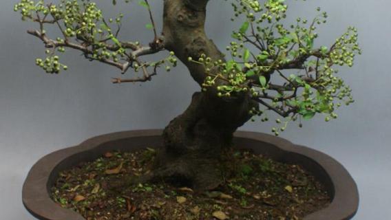 盆景老桩是什么意思