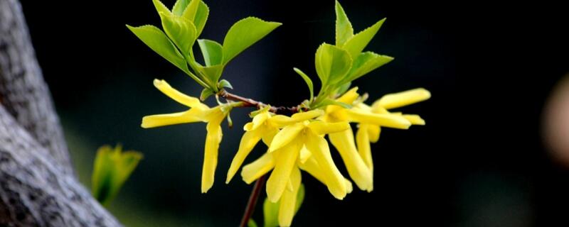 连翘花的寓意和象征（连翘花象征着什么）