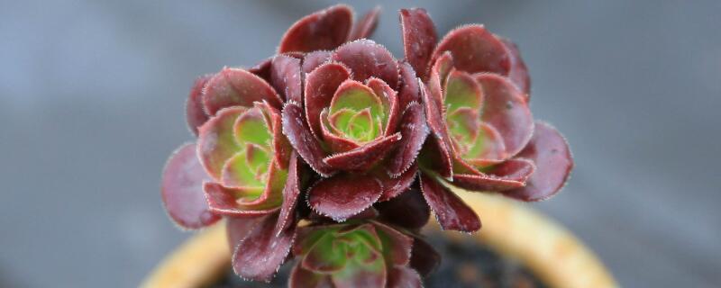 法师需要多高的盆 法师需要多高的盆才能养