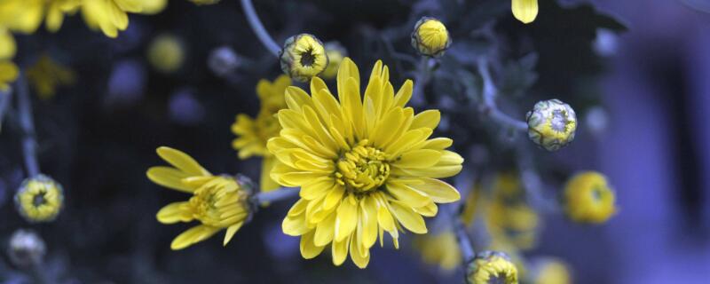 上坟用什么花 女儿给父亲上坟用什么花