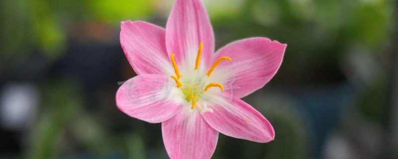 风雨兰不开花是什么原因 风雨兰不开花是什么原因视频