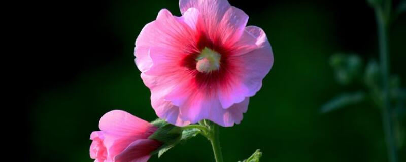 蜀葵种子怎么催芽 蜀葵种子怎么种发芽快