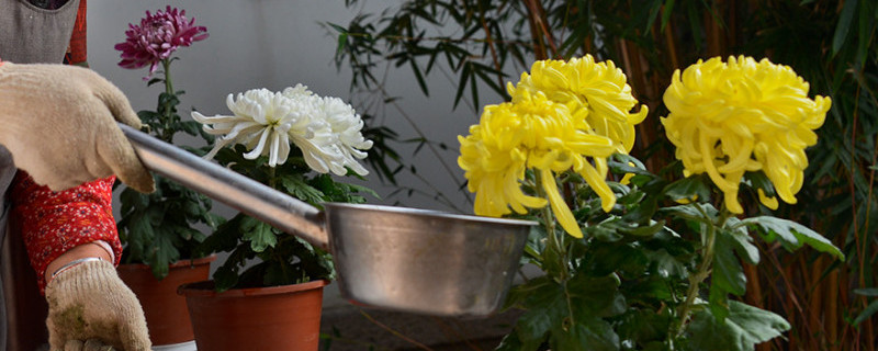 臭鸡蛋怎么发酵浇花 臭鸡蛋怎么发酵浇花招虫子吗