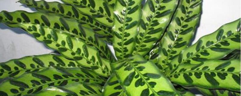 猫眼竹芋怎么浇水（猫眼竹芋怎么浇水施肥）