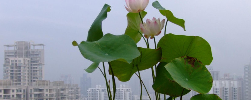 碗莲一年开几次花（碗莲一年能开花吗）