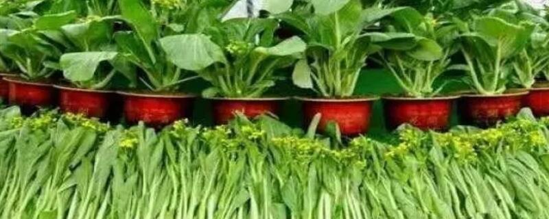 阳光少的地方种什么菜 阳光少的地方种什么菜比较好