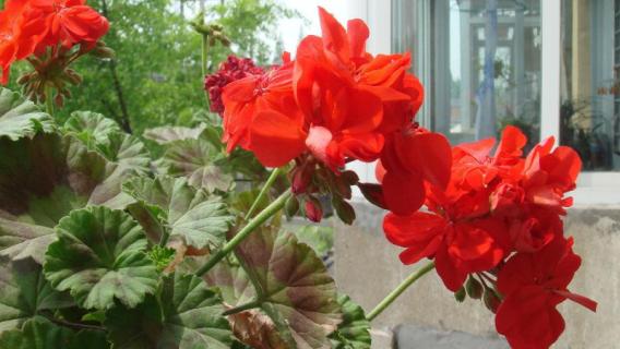 石腊红水培（石腊红怎么养夏季的养法）