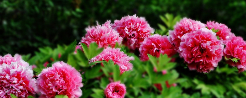 真假牡丹花根区别（真假牡丹花根图片）