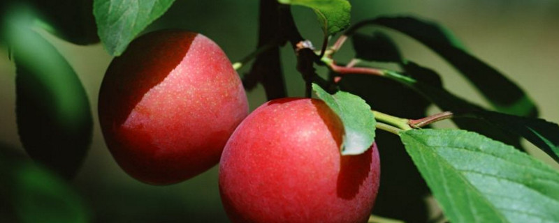 李子树怎么剪枝（李子树怎么剪枝口诀）