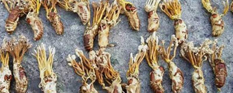 蝉花和金蝉花区别（蝉花和金蝉花区别图片）