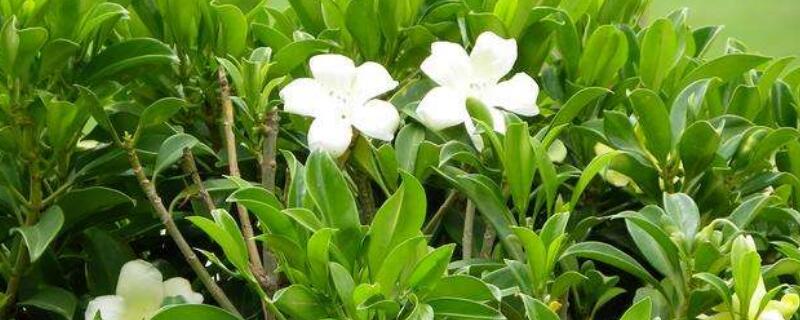 灰莉可以水培吗（灰莉能水培的植物）