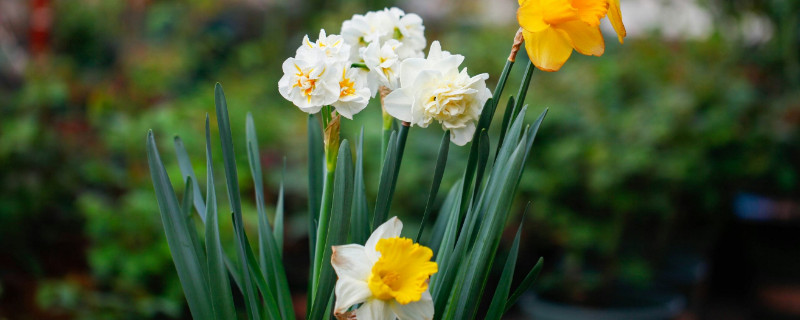 水仙有毒的部分（水仙有毒物质）