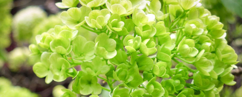 琼花和绣球花的区别 琼花和绣球花的区别图片