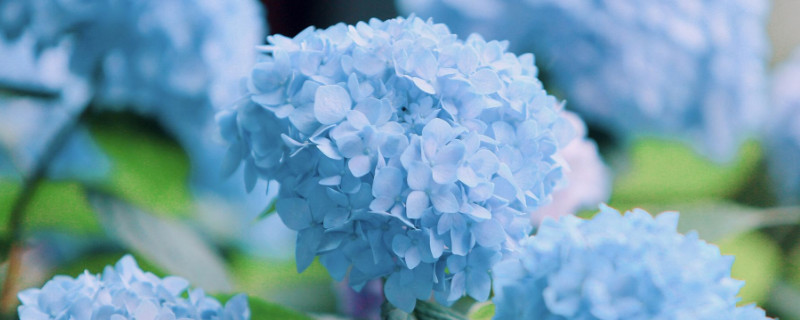 南方庭院适合种什么花（南方庭院适合种什么花树）