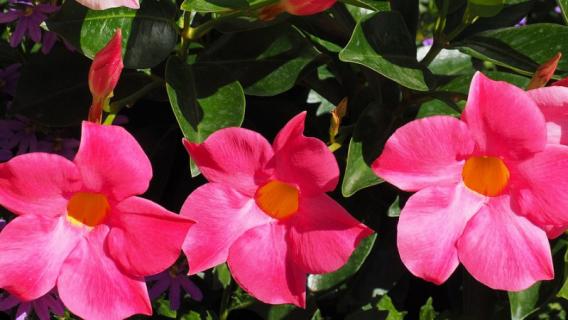 红蝉花和飘香藤的差别