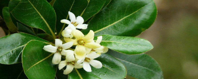 海桐花有毒吗（海桐花有毒吗一年开几次花?）