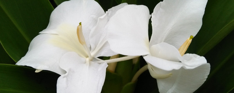 姜花开花后要怎么处理 姜花开花后要怎么处理呢