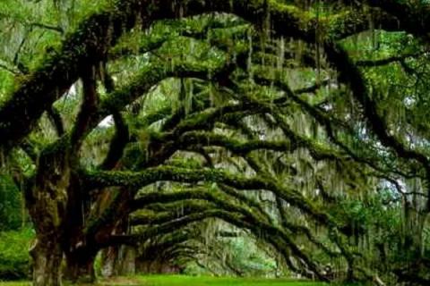 橡树与芦苇的寓意