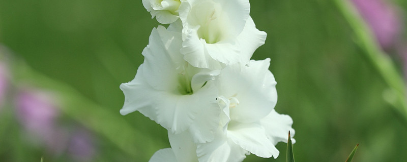 唐菖蒲可以盆栽吗（唐菖蒲可以盆栽吗图片）