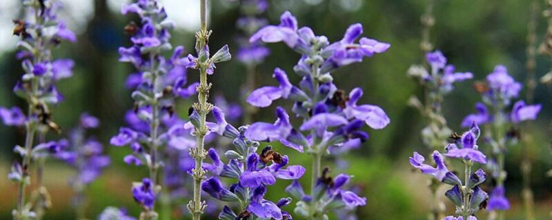 蓝花鼠尾草花期 蓝花鼠尾草是一年生还是多年生