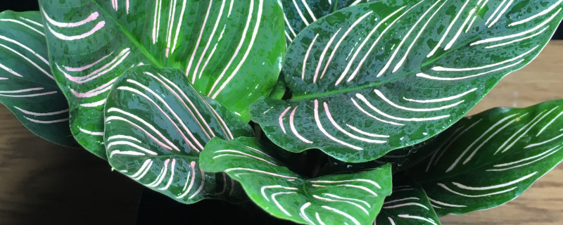 紫背竹芋怎么分盆 紫背竹芋盆栽