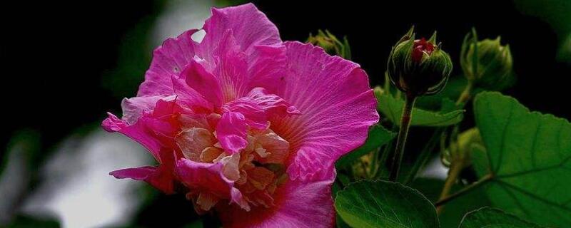 草本芙蓉花怎么繁殖（草本芙蓉花怎么繁殖视频）