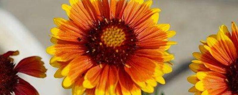 孔雀菊与万寿菊区别 孔雀菊与万寿菊区别在哪