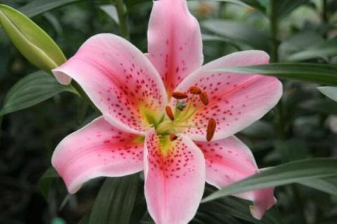 野生百合有毒吗