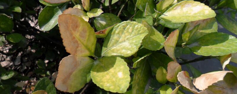 大青叶有几种 大青叶有几种图片用根的功效