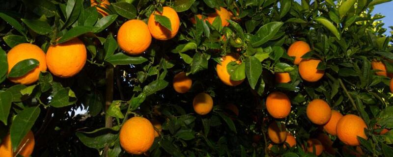 果树盖地膜是好是坏 种果树盖地膜的原因