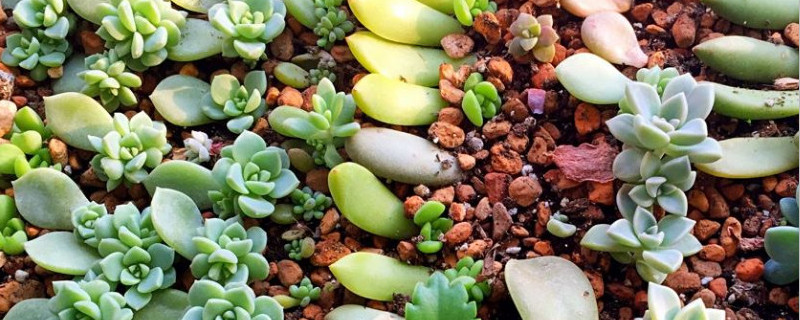 叶插多肉怎么浇水 叶插多肉怎么浇水需要加营养液