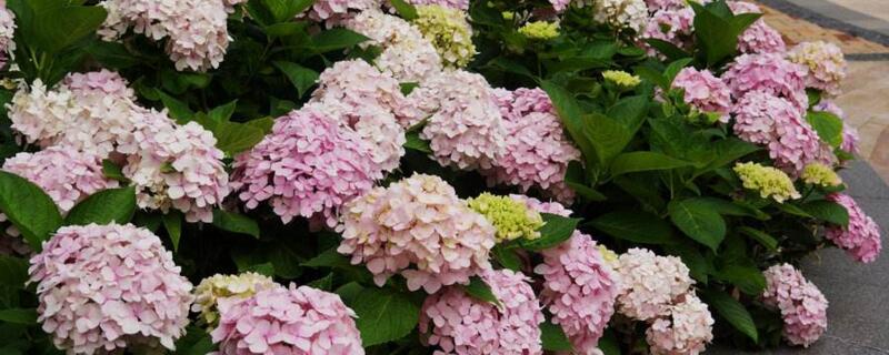 杀虫剂对植物有伤害吗（杀虫剂喷在植物上植物会死吗）