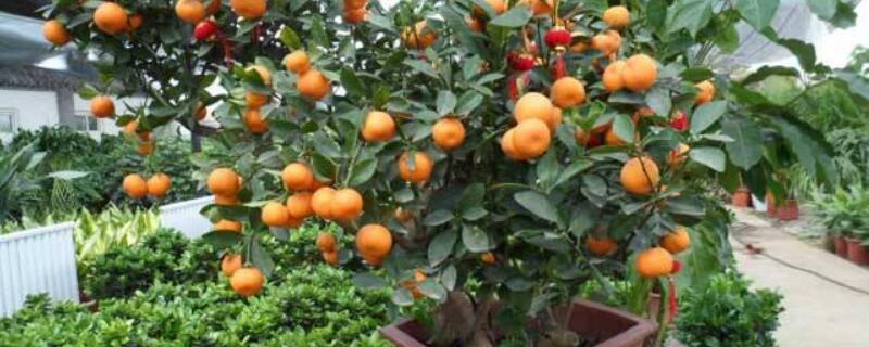 盆栽桔枯萎怎么急救 盆栽桔枯萎怎么急救视频