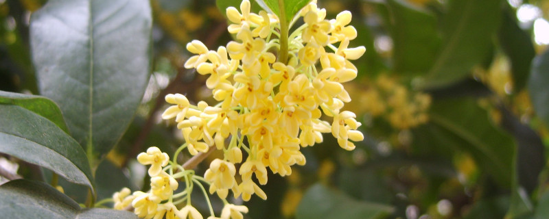 桂花如何扦插繁殖 桂花扦插繁殖方法