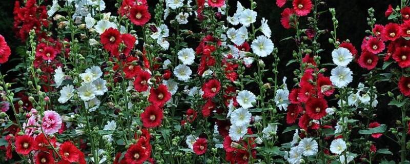 蜀葵如何修剪（蜀葵如何修剪枝条）