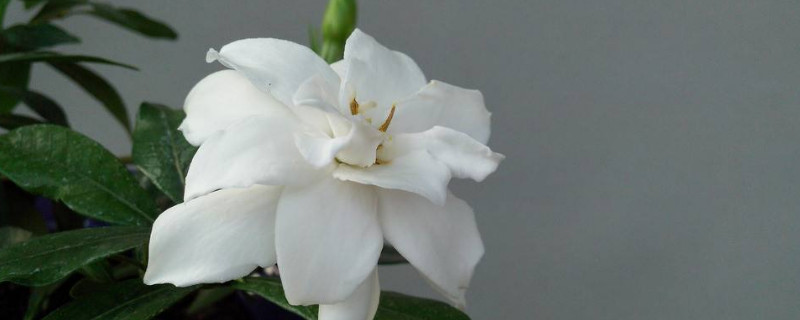 栀子花水培转土培 栀子花水培转土培视频